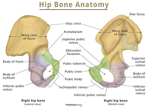 Hip Bone (Coxal Bone) – Anatomy, Location, Functions, & Diagram.